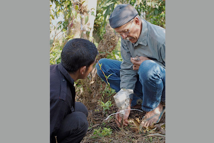 1-Tom-Post-World-Renue-Persimmon-Grafting-Laos