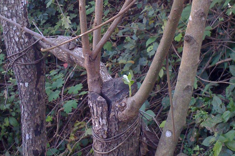 2-Tom-Post-World-Renue-Persimmon-Grafting-Laos