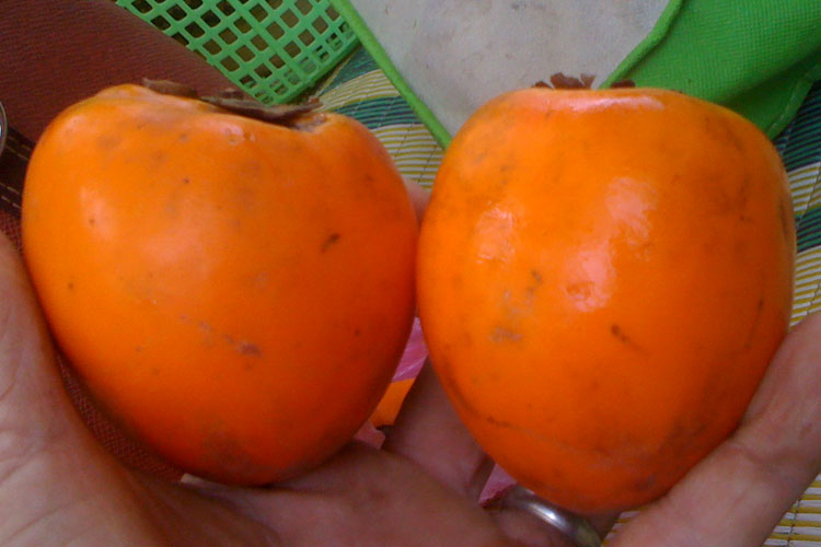 4-Tom-Post-World-Renue-Persimmon-Grafting-Laos