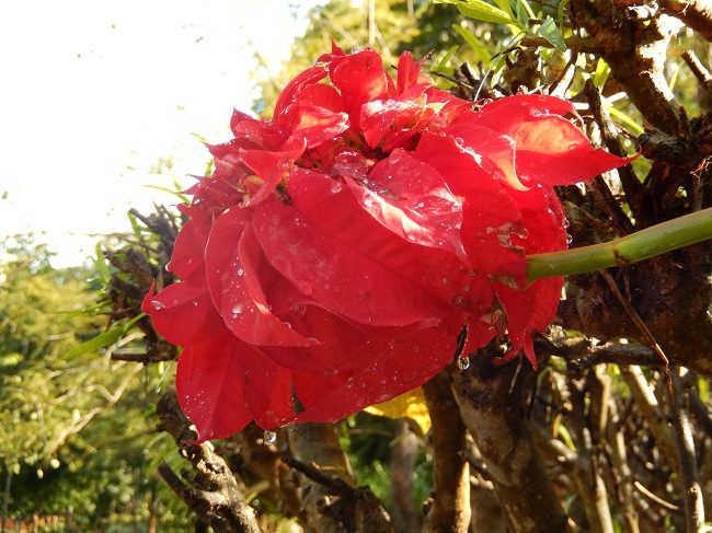 Mozambique Hybrid Pointsetta