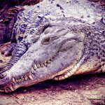 Belize-Smiling-Crocodile-Tom-Post