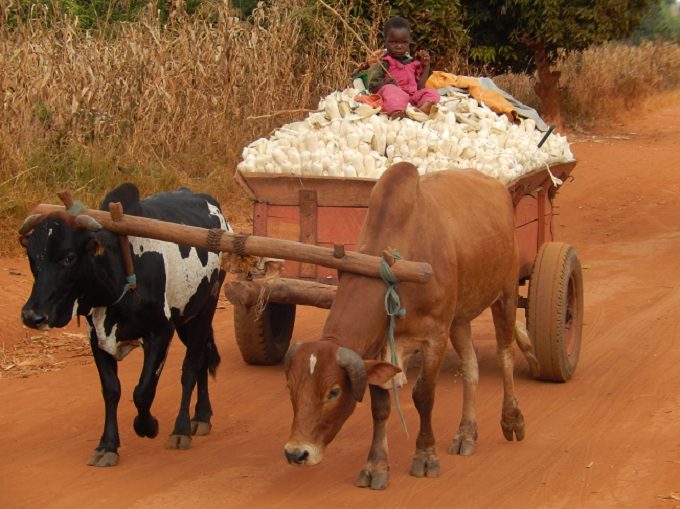 An Oxcart full of Corn with a Solitary Child Driver. No one could explain this!
