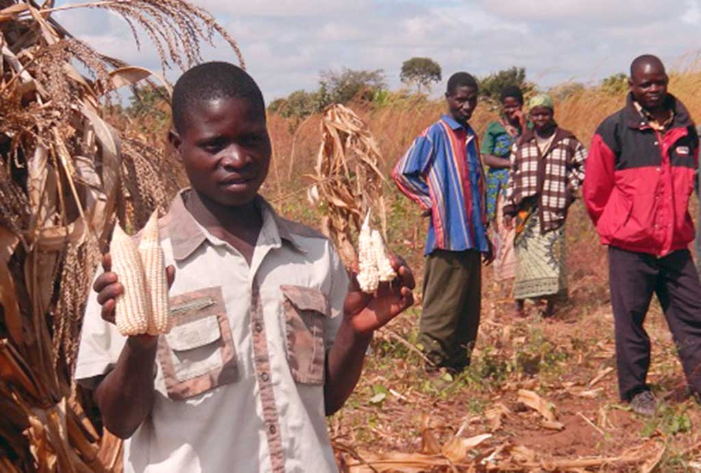 Two-Ears-of-Corn-vs-Two-Ears-of-Corn