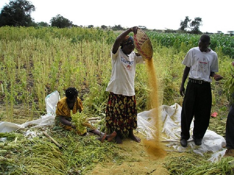 Women Farmers Winnowing Amaranth