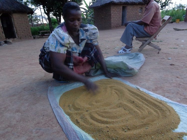 Drying Amaranth Grain in Tanzania