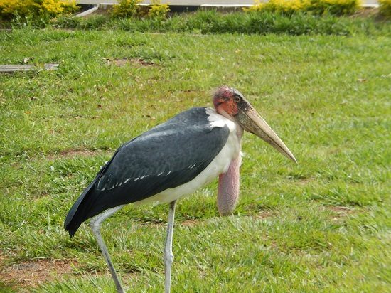 Strange Bird: Maribou Stork