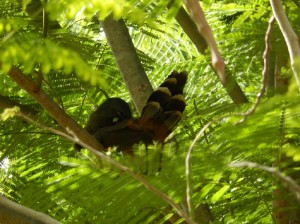 Chachalaca: Nesting in Our Flamboyant Tree