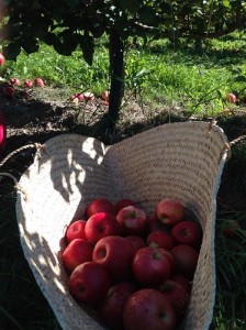 Collecting Apples Discarded on the Ground
