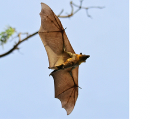 Bat flying High