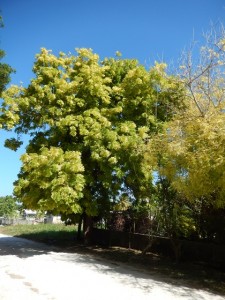 Healthy Neem Tree and Struggling Jacaranda Tree