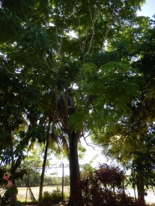 Mexican Cedar Tree