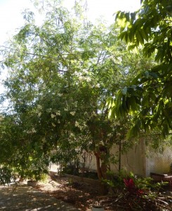 Healthy Moringa Tree