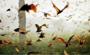 straw colored fruit bats #2