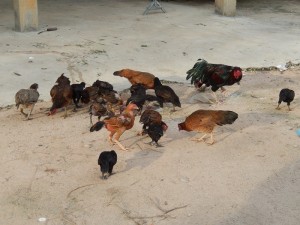 Cambodian Chickens