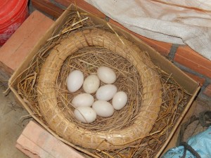 Nest in Cambodia