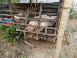 Pigs Eating Those Tasty Leaves