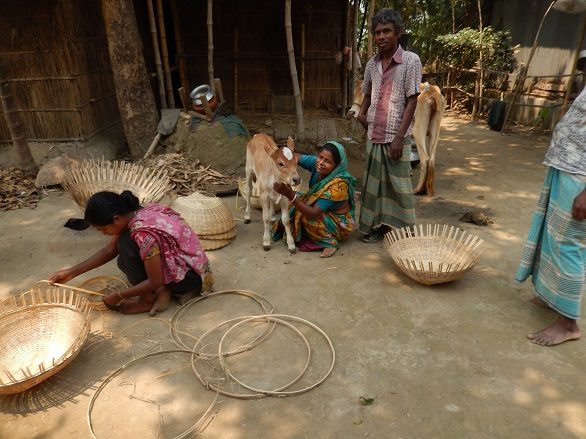 Basket Weaving and Calf Growing