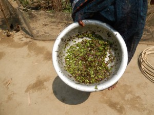Duck Weed for Duck Feed