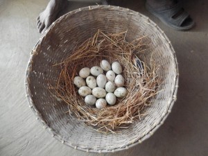 Nest Basket of Duck Eggs