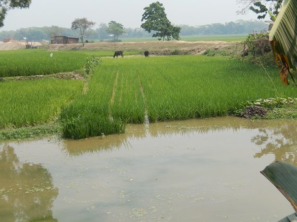Fish are Actually Swimming In Between the Rice