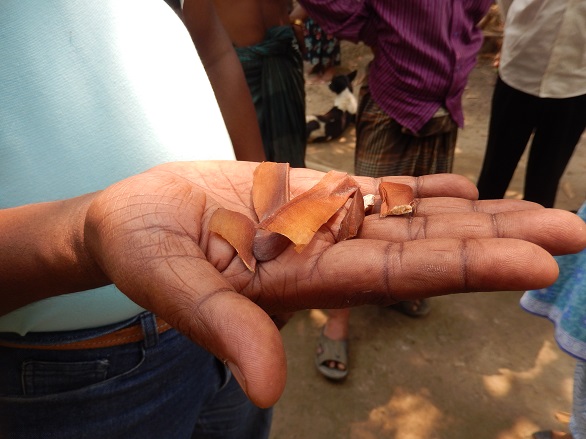 Bangladesh Mahagony Seeds The Fruit has insecticide