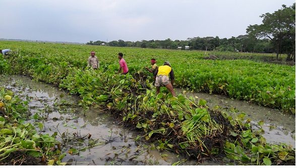 Bangladeshi Floating Garden