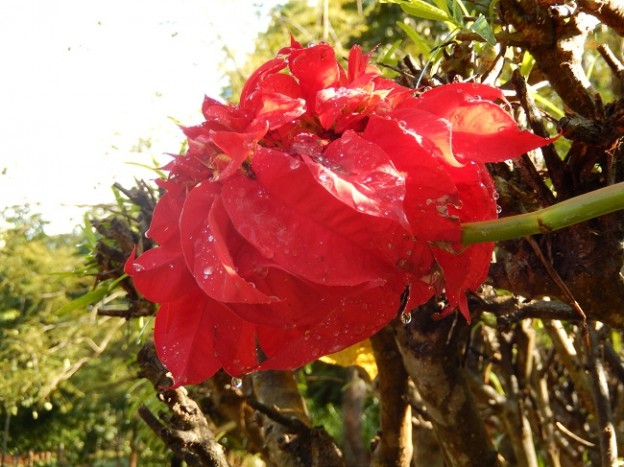 When Do “Christmas Pointsettias” Flower South of the Equator?