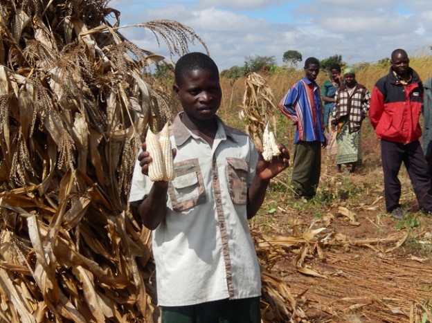 Two Ears of Corn vs. Two Ears of Corn: Harvest of Plenty in Mozambique  For Farmers Who Cannot Afford Fertilizer