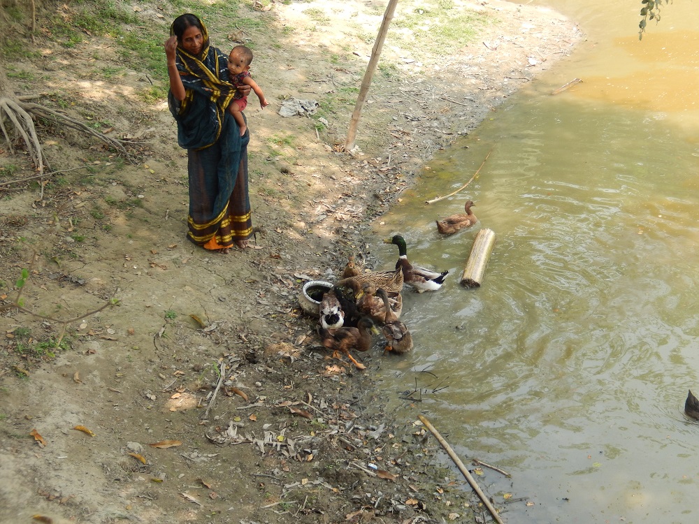 A Widow’s Ducks