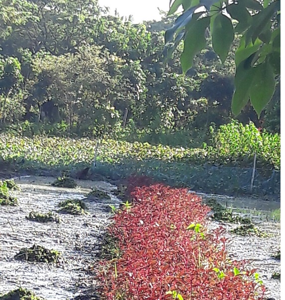 Bangladesh Human Creativity in Adapting to Erratic Rains: Floating Garden Interfish in Bangladesh